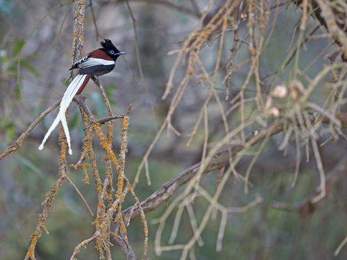 African Paradise Flycatcher (Terpsiphone viridis), photo 10