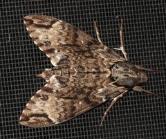 Psilogramma menephron