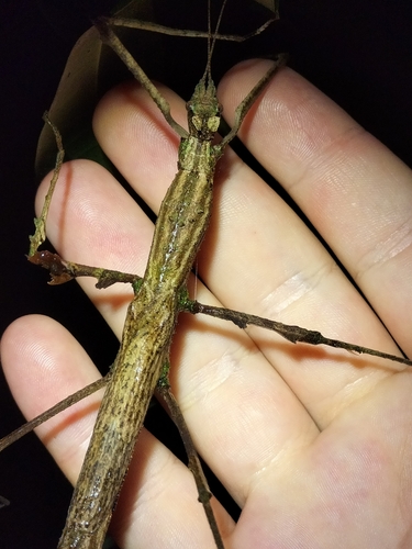 Crowned Stick Insect photo 3
