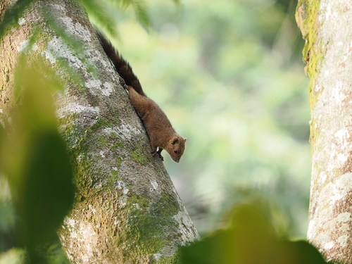 Sanghir Squirrel