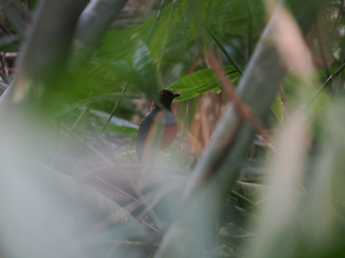 Sulawesi Pitta (Erythropitta celebensis), photo 7