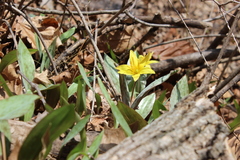 Erythronium rostratum