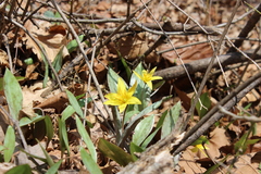 Erythronium rostratum