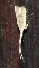 Lecithocera cyamitis