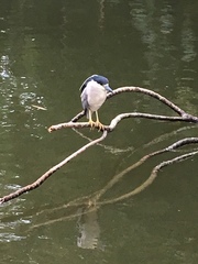 Nycticorax nycticorax