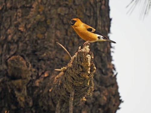 Orange Bullfinch (Pyrrhula aurantiaca), photo 2