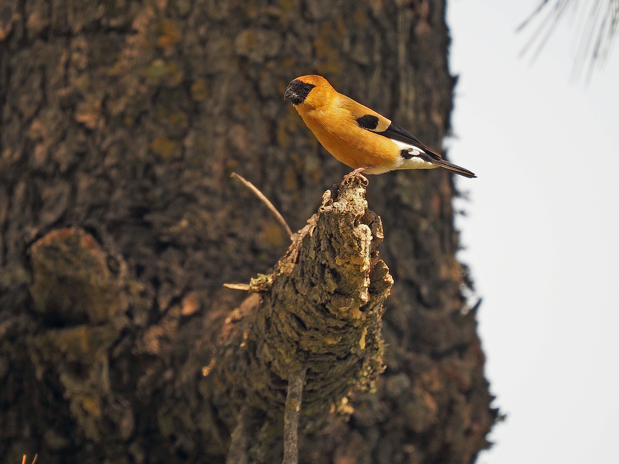 Orange Bullfinch (Pyrrhula aurantiaca), photo 1