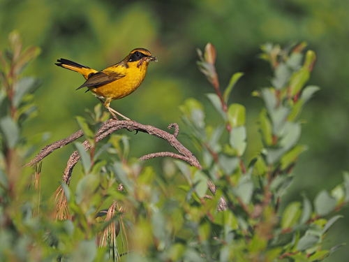 Golden Bush Robin (Tarsiger chrysaeus), photo 10