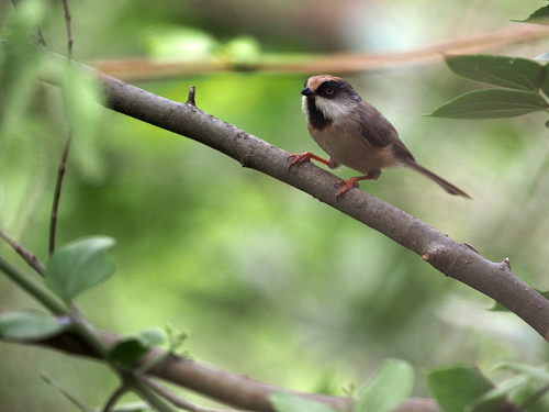 White-cheeked Bushtit (Aegithalos leucogenys)
