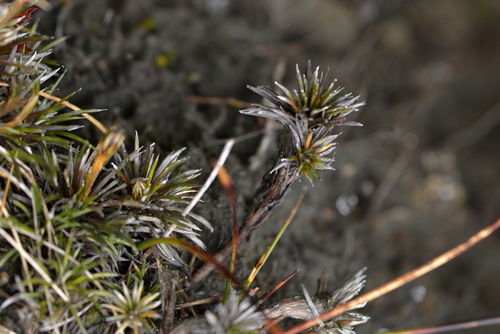 Image of Needle-leaved Mountain Daisy by (c) Christopher Stephens, some rights reserved (CC BY-SA)