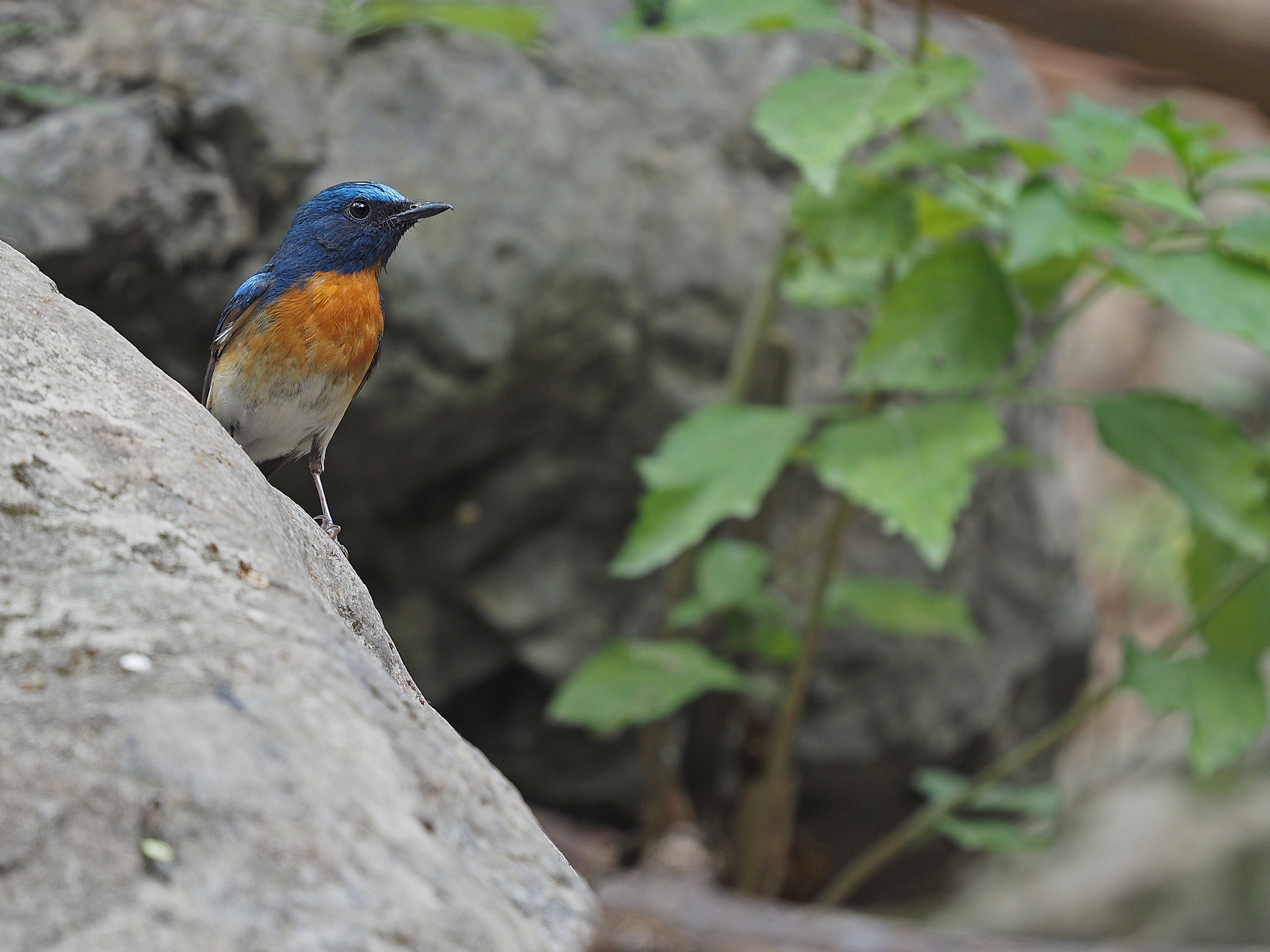 Blue-throated Blue Flycatcher