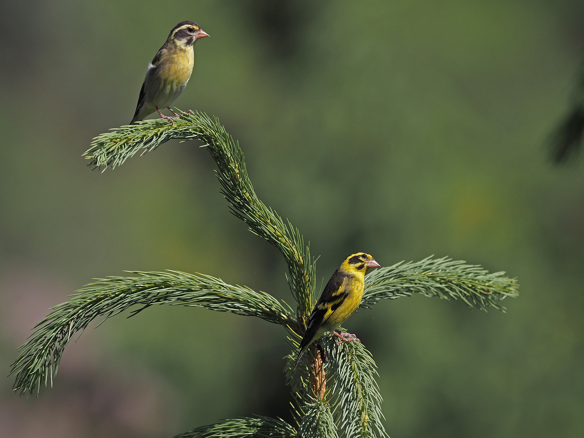 Yellow-breasted Greenfinch