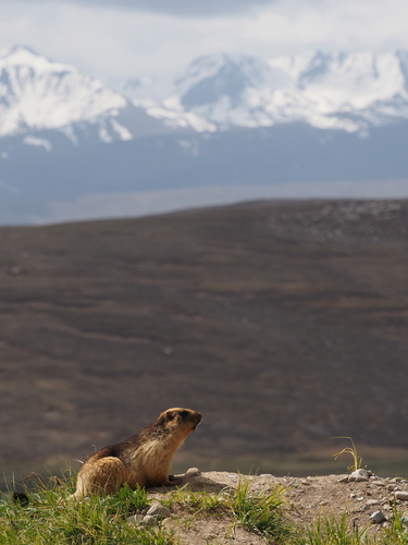 Long-tailed Marmot