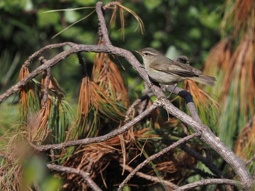 Tytler's Leaf Warbler (Phylloscopus tytleri), photo 2