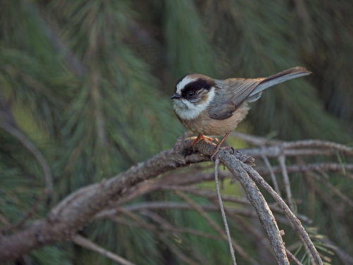 White-throated Bushtit (Aegithalos niveogularis), photo 1