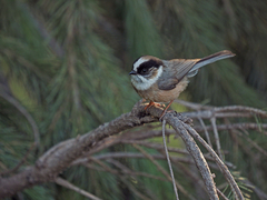White-Throated Bushtit photo 1