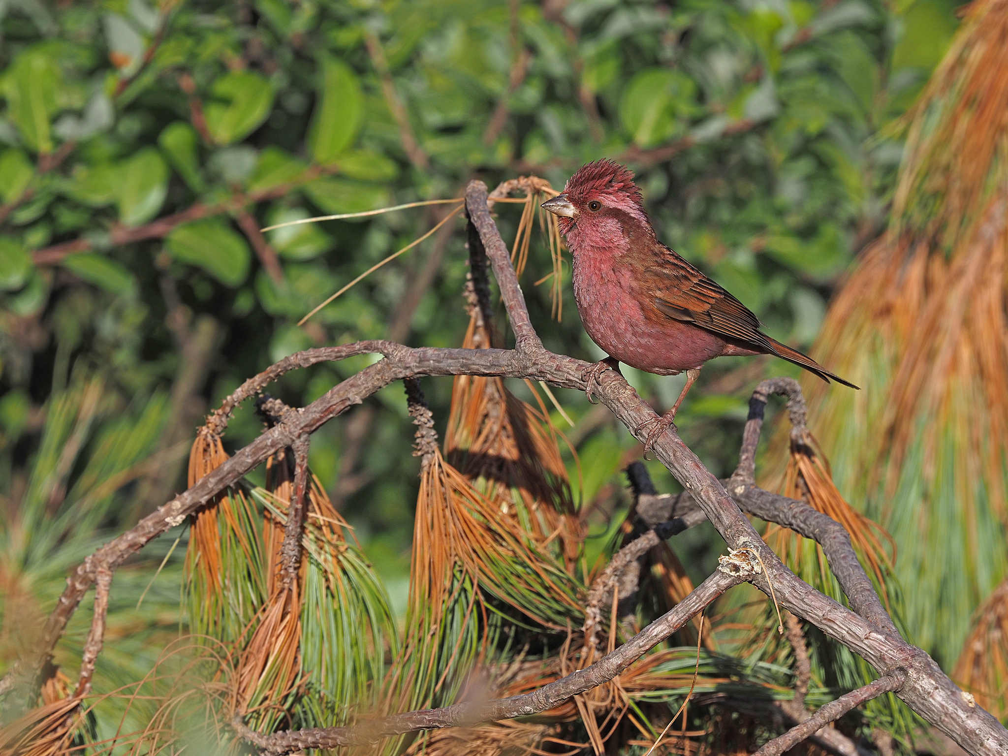 Pink-browed Rosefinch