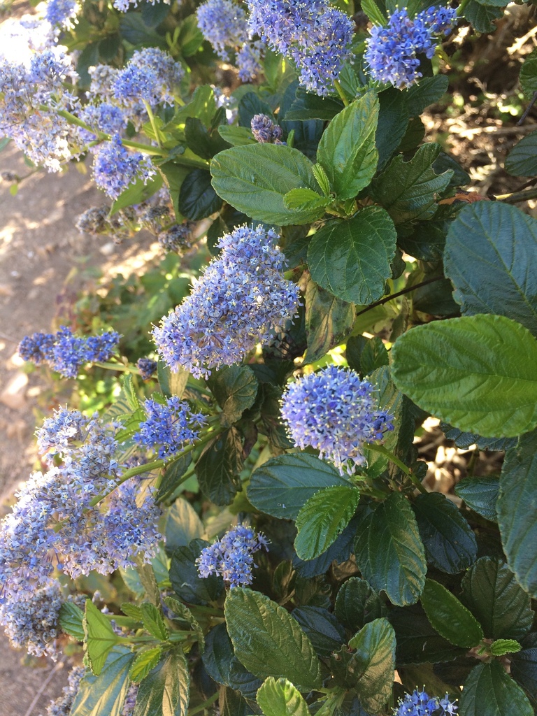Ceanothus thyrsiflorus — an easy houseplant, prefers full sun light