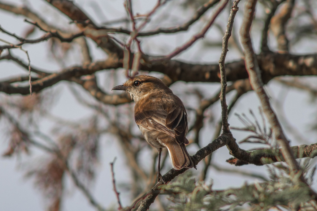 Perching Birds from Tasmania, Prospect, TAS, AU on November 24, 2023 at 0700 PM by Perching Birds from Tasmania, Prospect, TAS, AU on November 24, 2023 at 0700 PM by