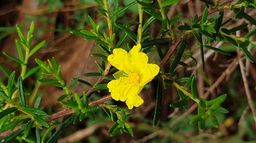 Image of Hibbertia riparia by (c) Rosalie Lawrence, some rights reserved (CC BY)