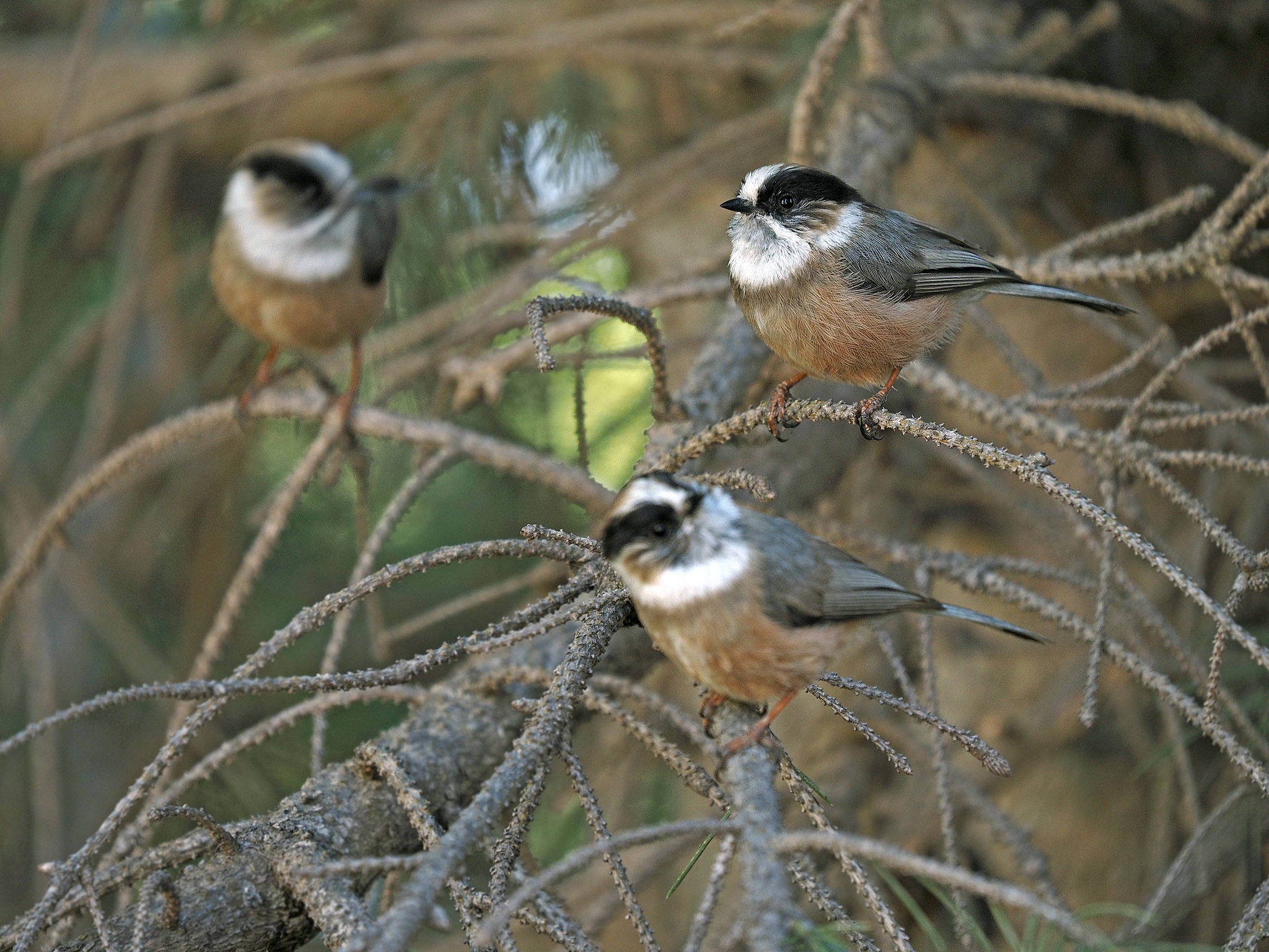 White-throated Bushtit (Aegithalos niveogularis), photo 4