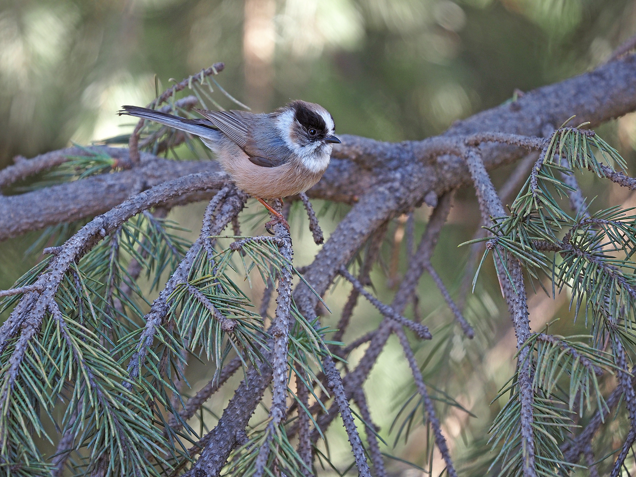White-throated Bushtit (Aegithalos niveogularis), photo 3