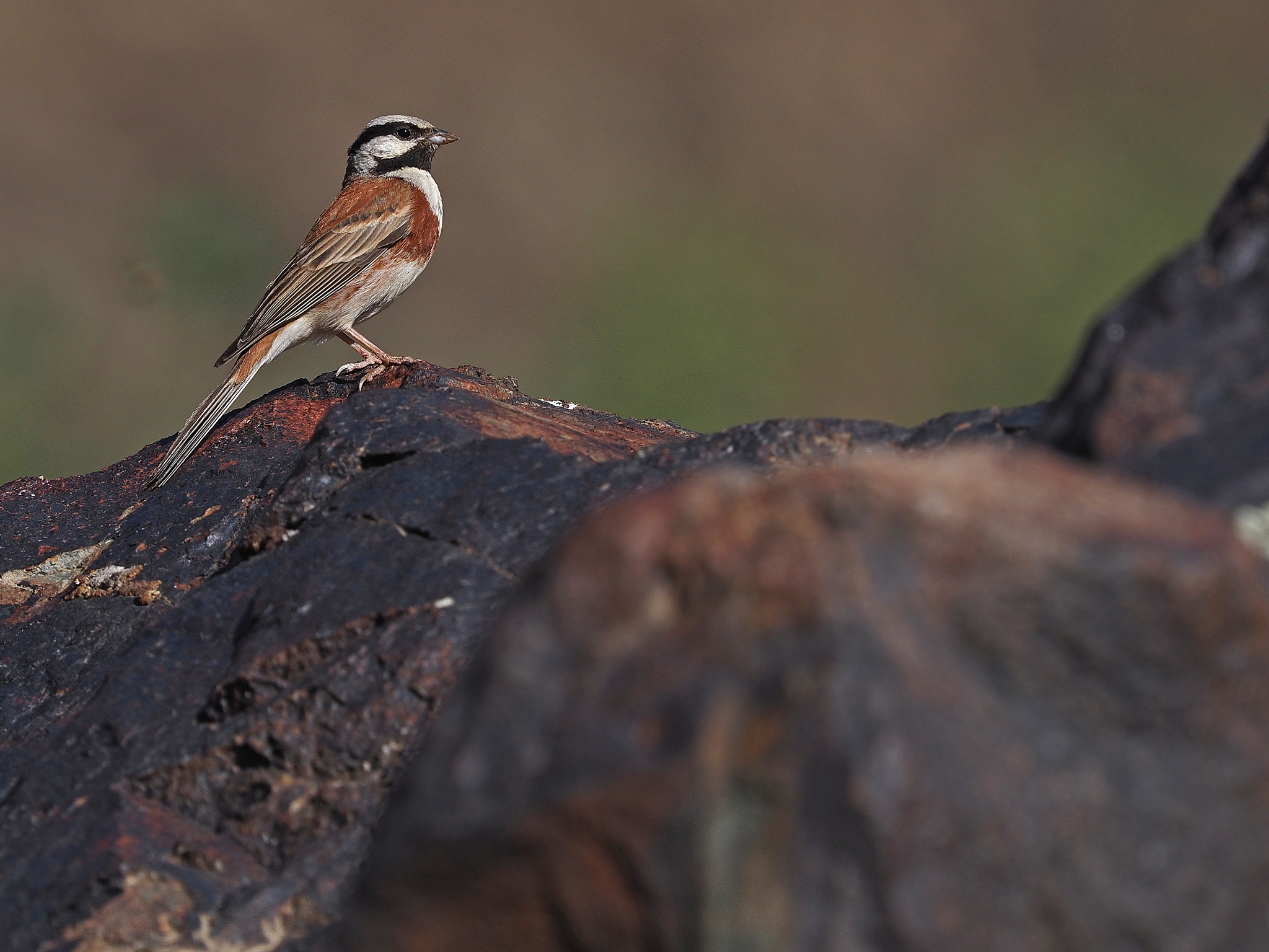 White-capped Bunting