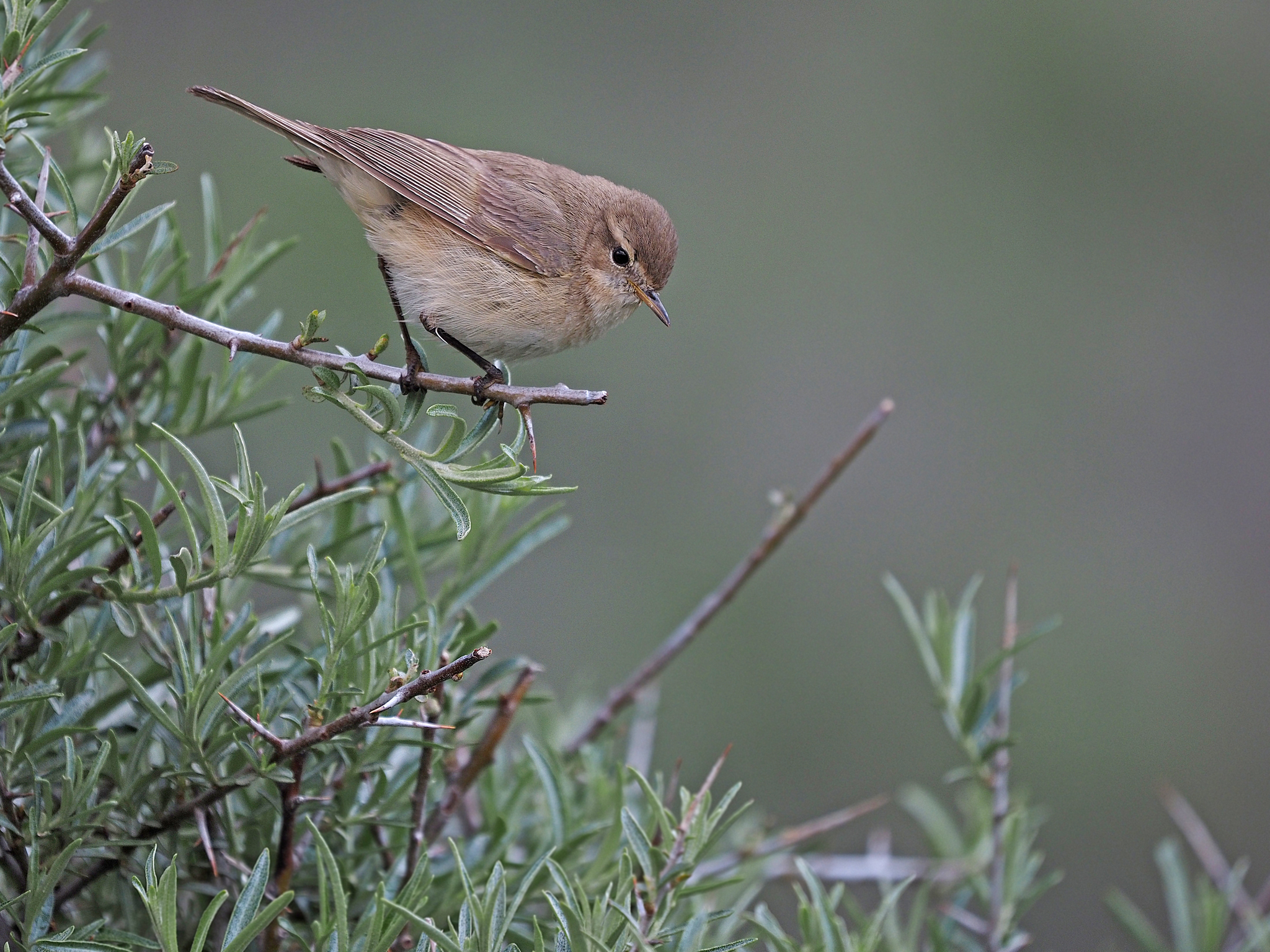 Mountain Chiffchaff