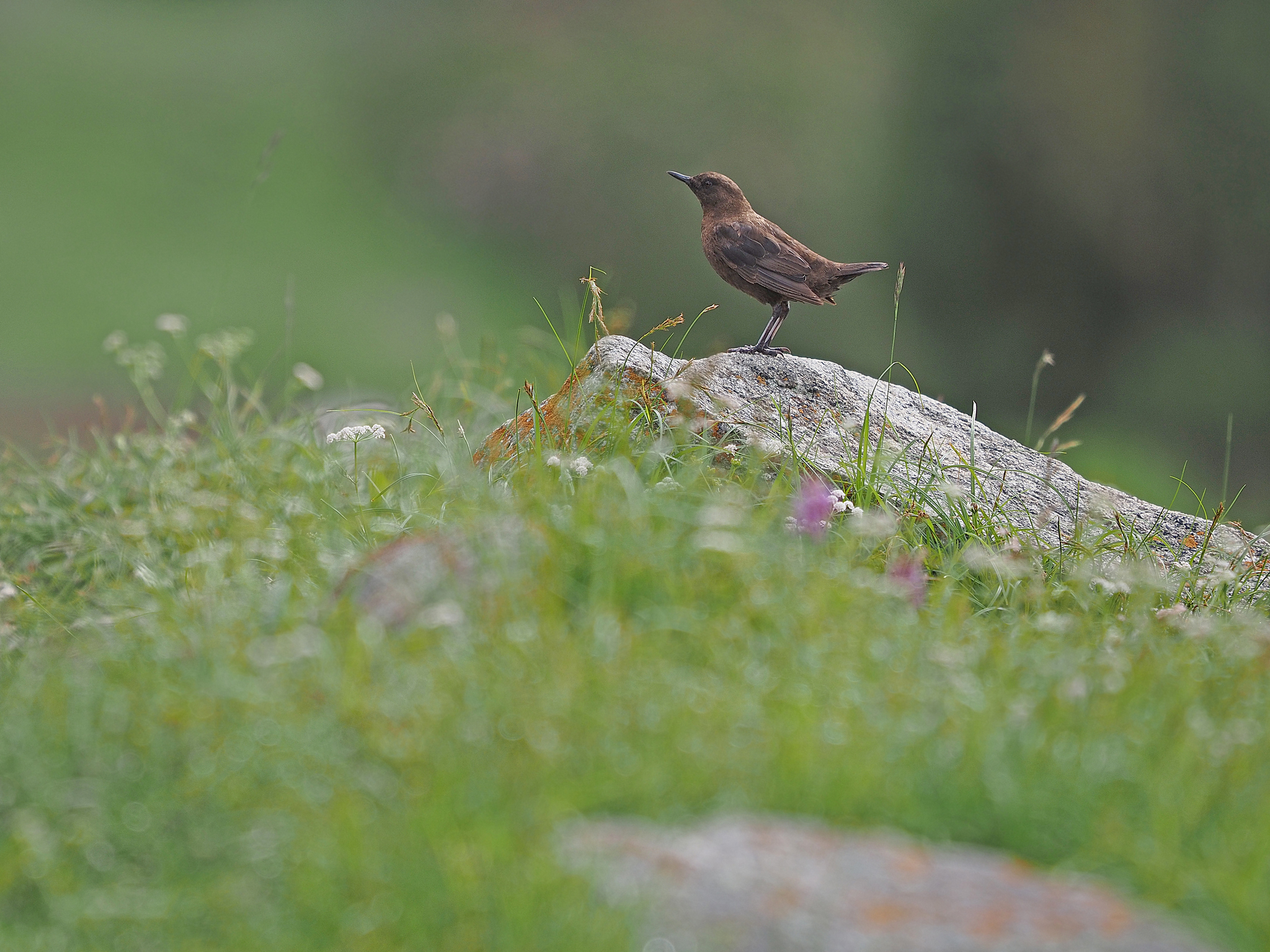 Brown Dipper