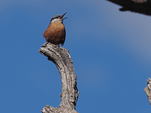 Kashmir Nuthatch (Sitta cashmirensis), photo 1