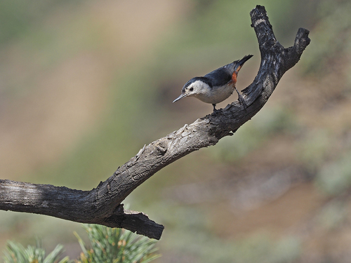White-cheeked Nuthatch (Sitta leucopsis), photo 3