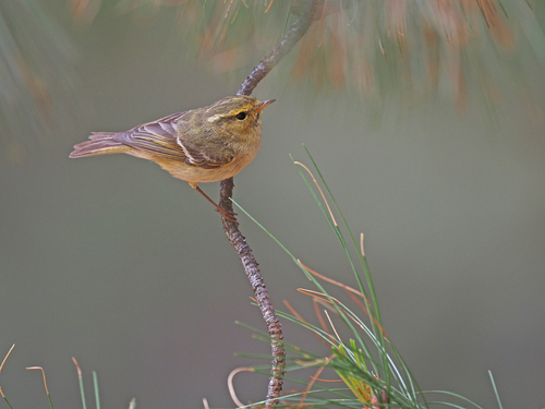 Brooks's Leaf Warbler (Phylloscopus subviridis), photo 2