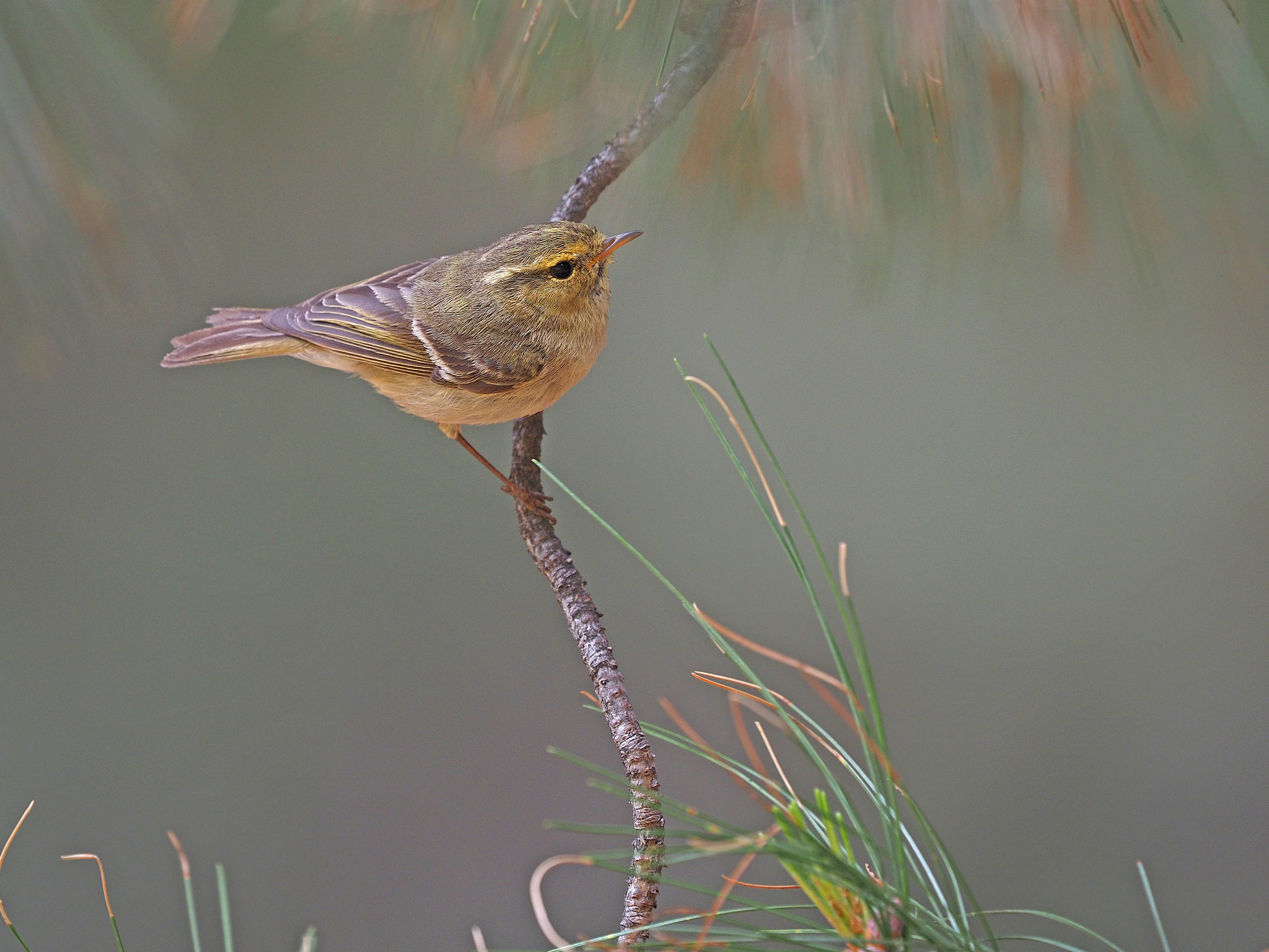Brooks's Leaf Warbler