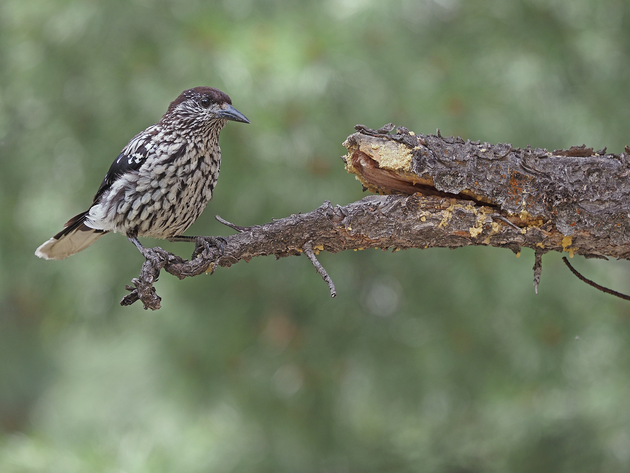 Kashmir Nutcracker (Nucifraga multipunctata), photo 4