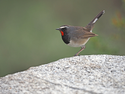 Himalayan Rubythroat (Calliope pectoralis)