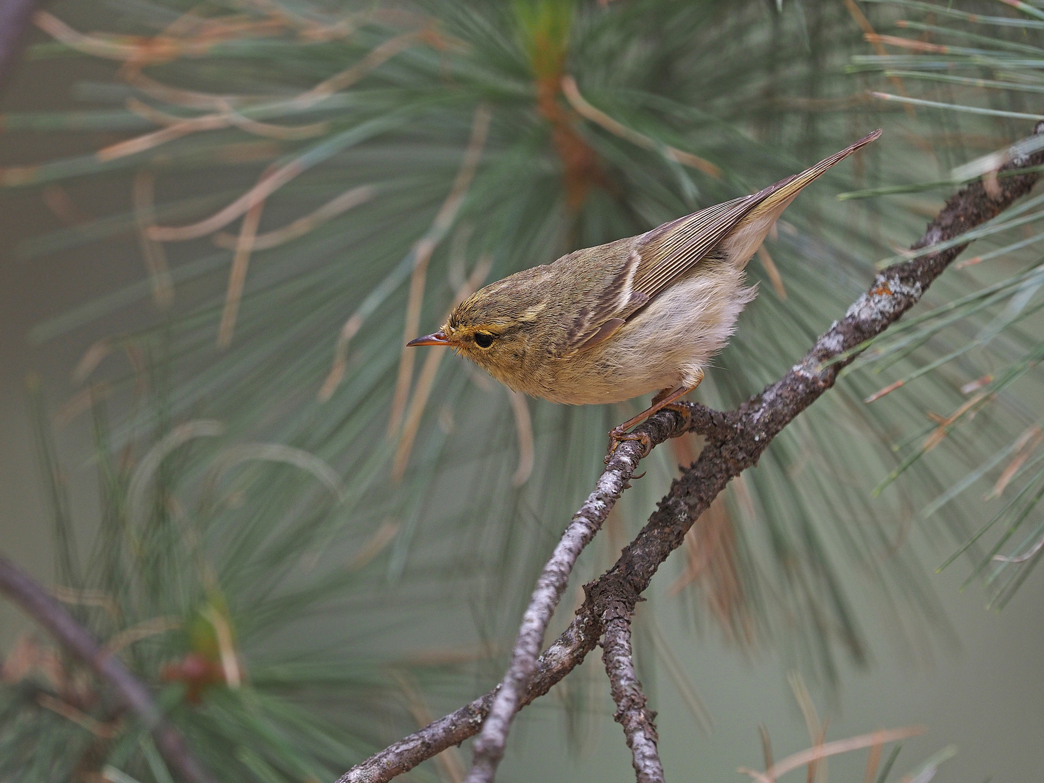 Brooks's Leaf Warbler