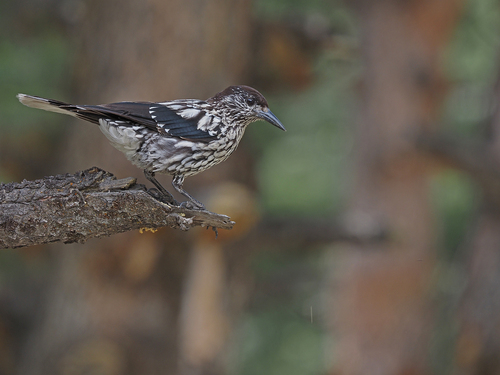 Kashmir Nutcracker (Nucifraga multipunctata), photo 7