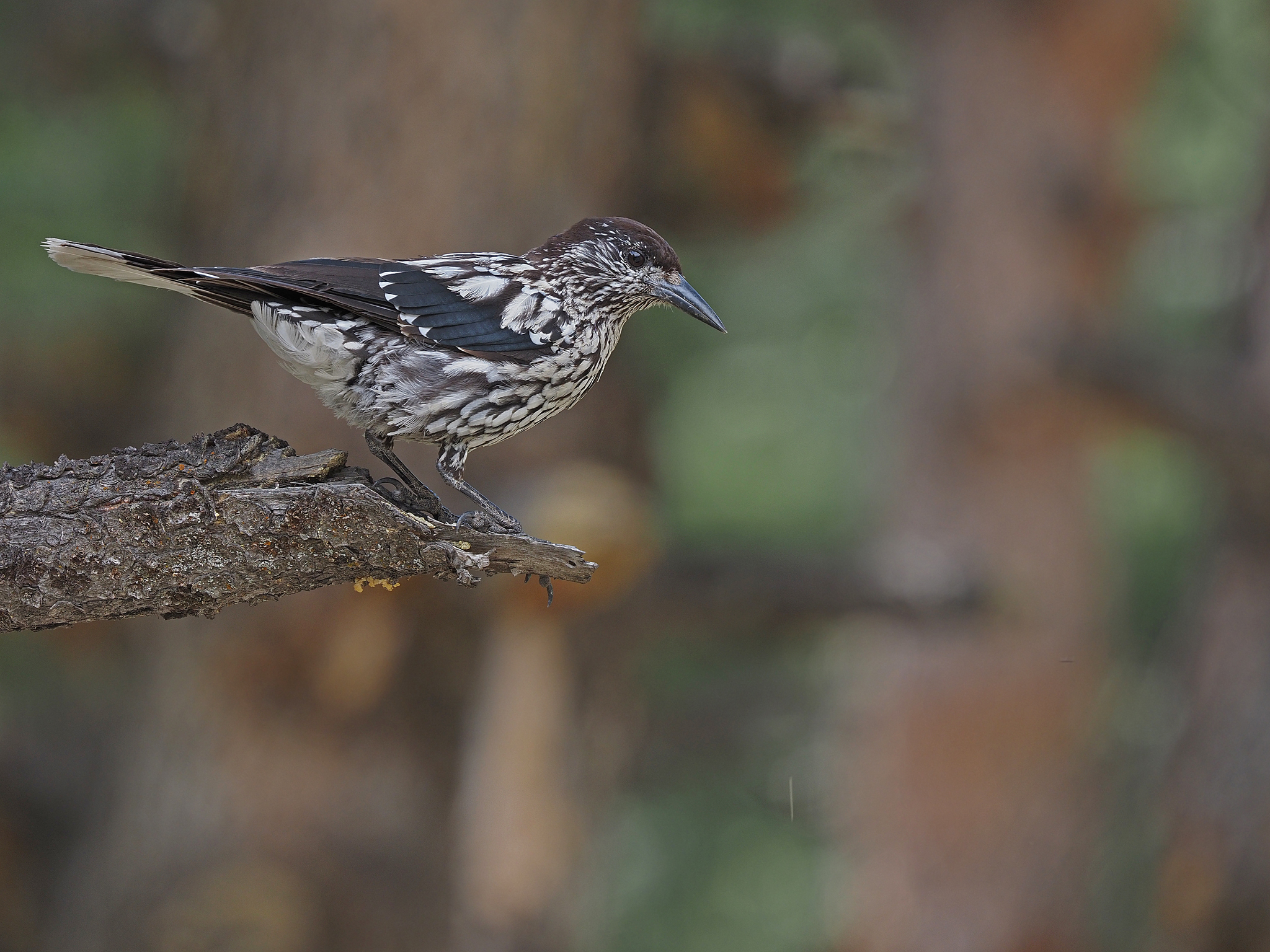 Kashmir Nutcracker (Nucifraga multipunctata), photo 1