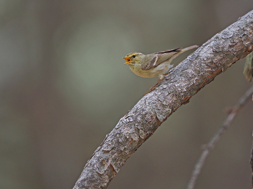 Brooks's Leaf Warbler (Phylloscopus subviridis), photo 4