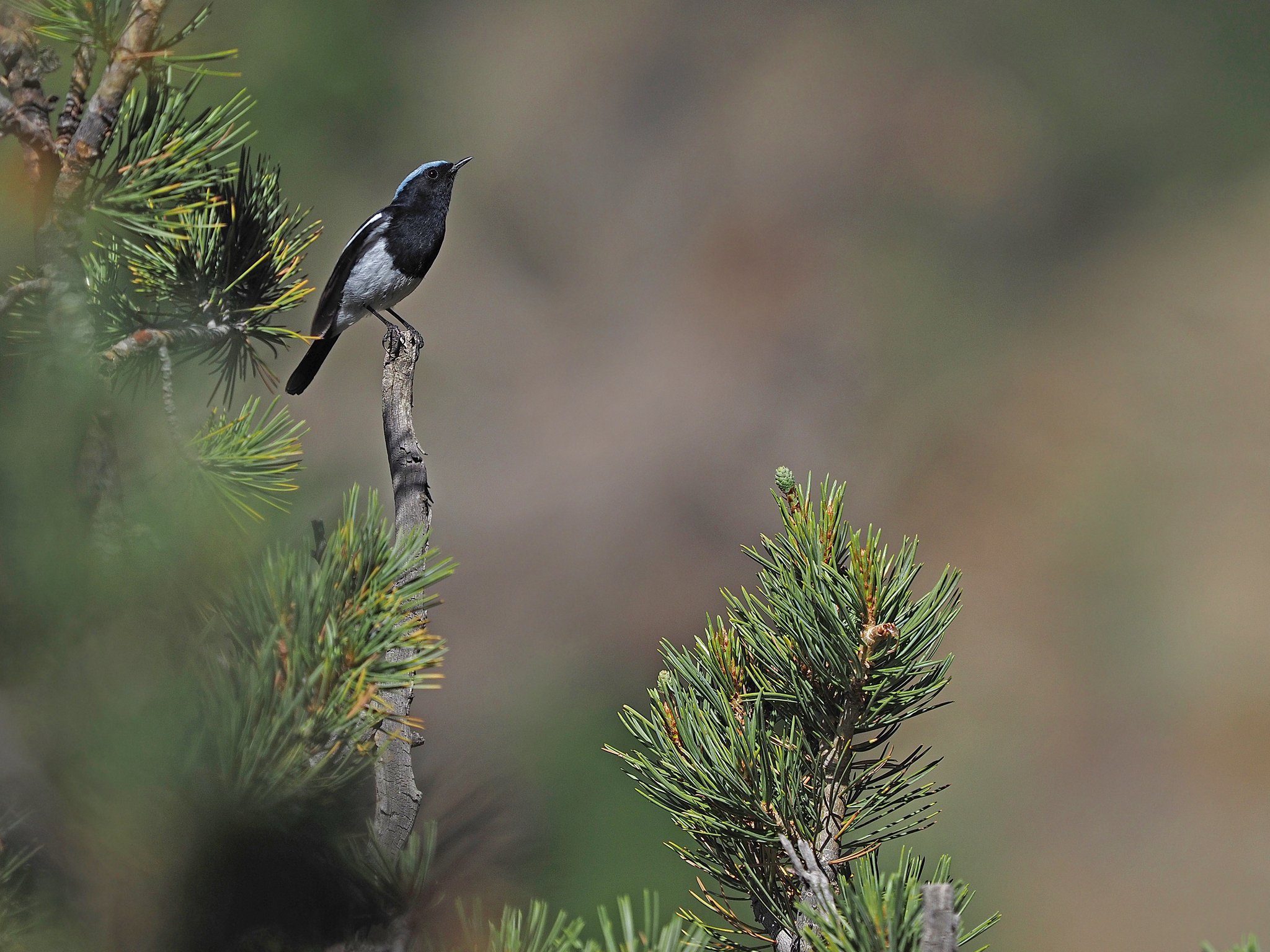 Blue-capped Redstart