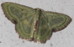 Metallochlora lineata