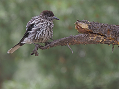 Kashmir Nutcracker photo 1