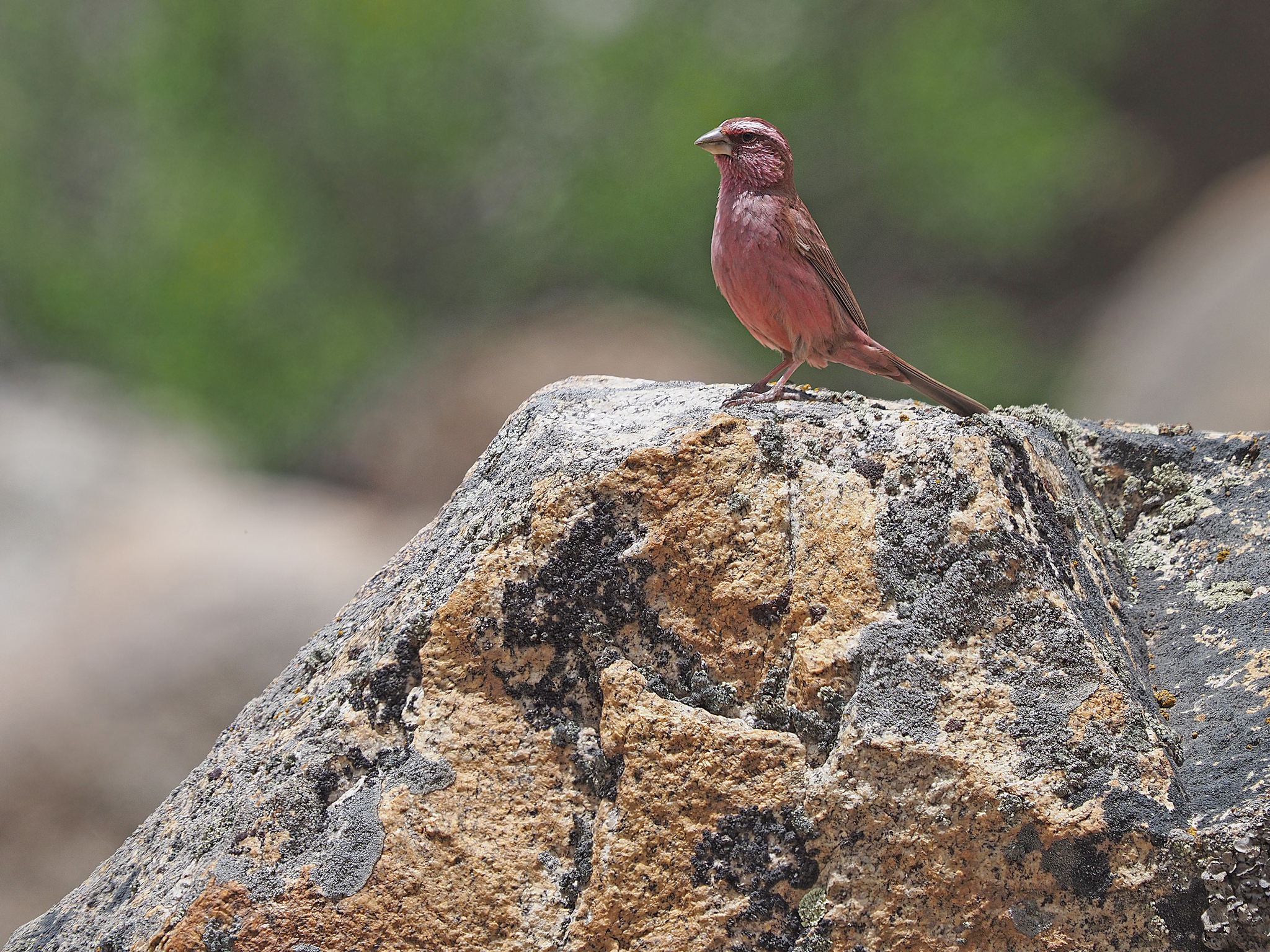 Blyth's Rosefinch (Carpodacus grandis), photo 2