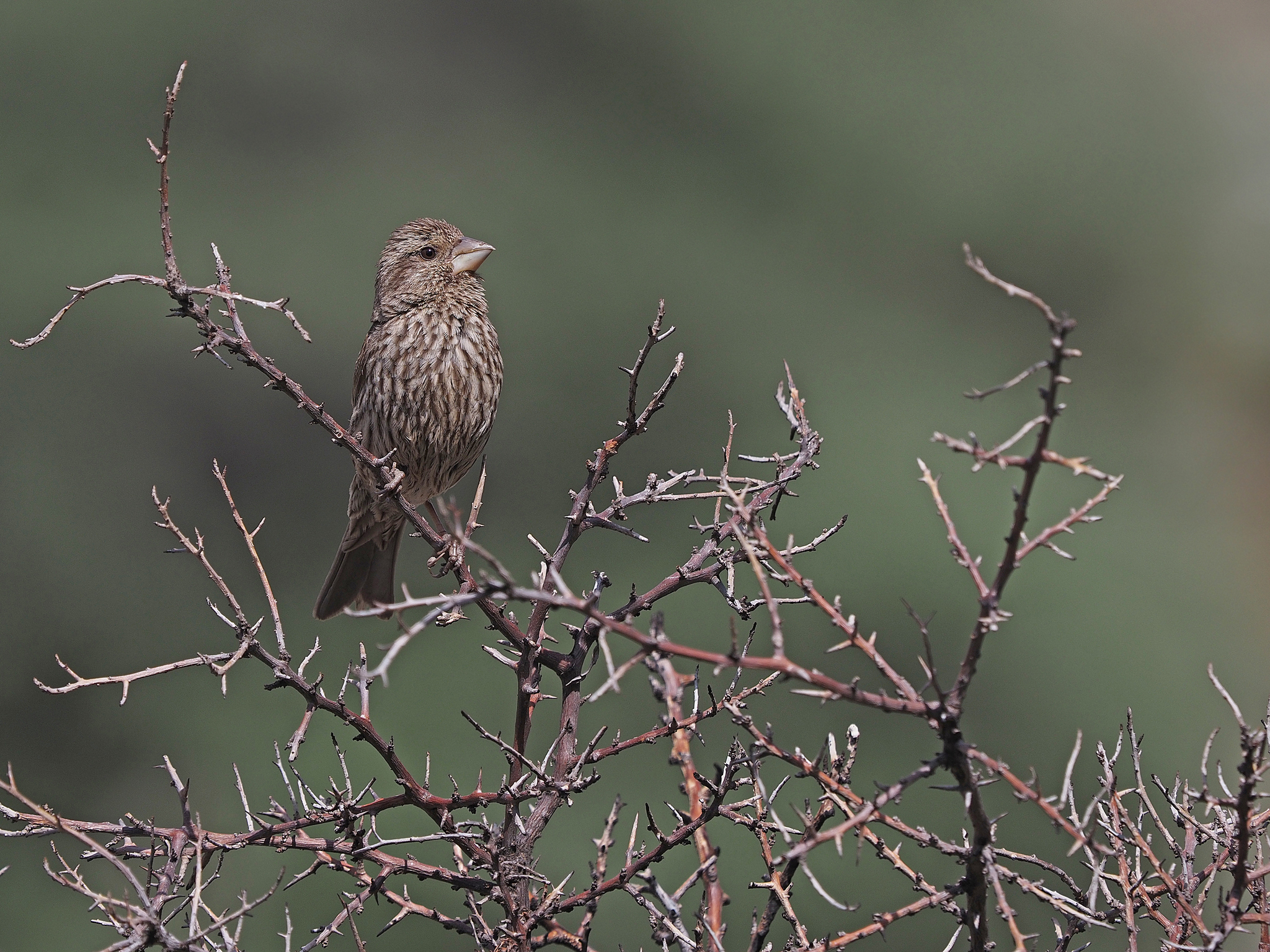 Blyth's Rosefinch (Carpodacus grandis), photo 3