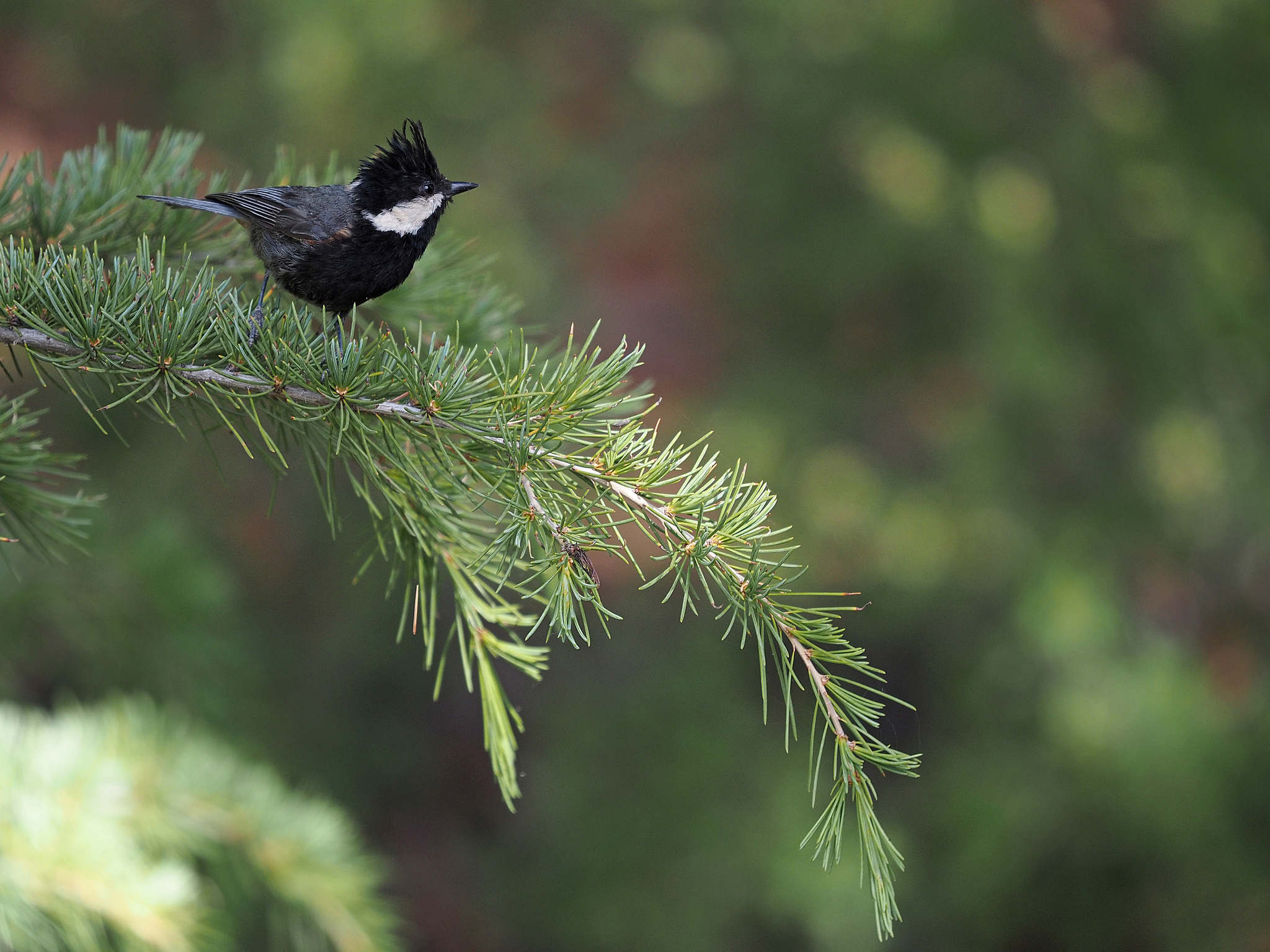 Rufous-naped Tit