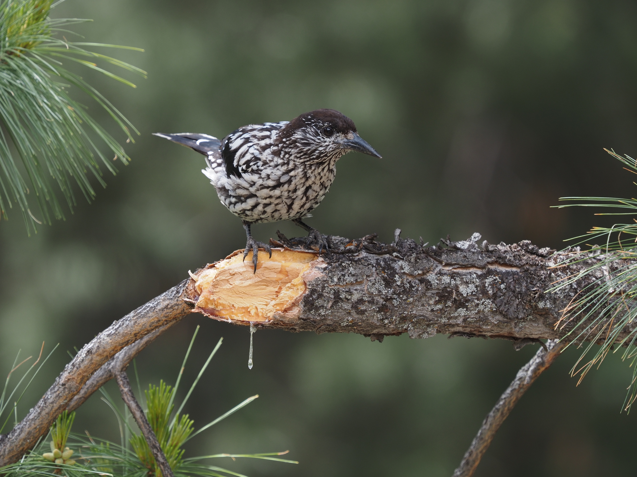 Kashmir Nutcracker (Nucifraga multipunctata), photo 3