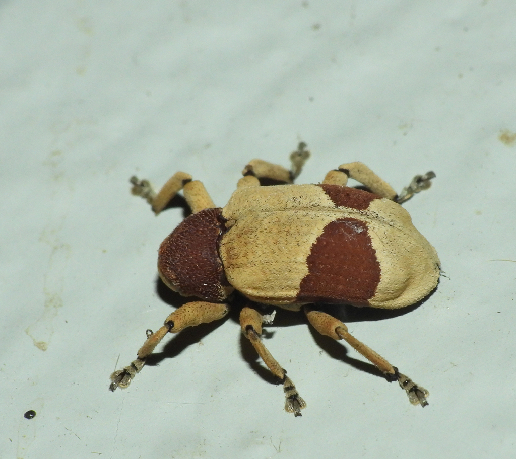 Rhinochenus stigma