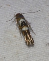 Hieromantis ephodophora