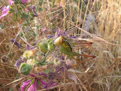 Primorski skroviti konjic (Pachytrachis striolatus)
