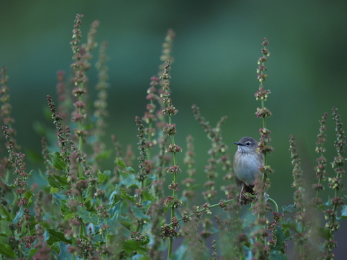 Long-billed Bush Warbler (Locustella major), photo 2